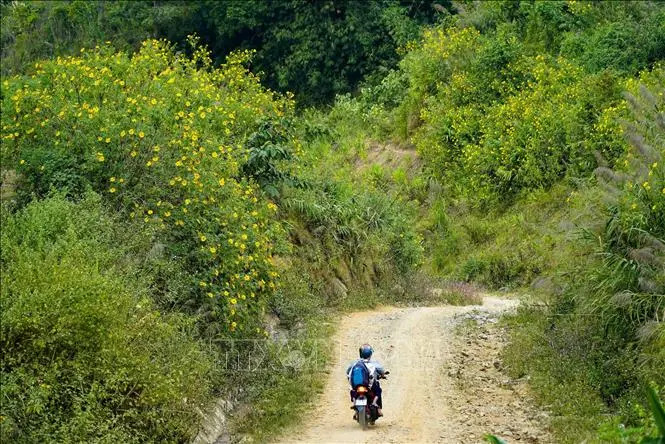 Hoa dã quỳ phủ vàng khắp núi đồi Điện Biên