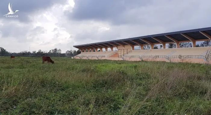 Sân vận động tiền tỷ chưa bàn giao đã trở thành nơi nuôi bò