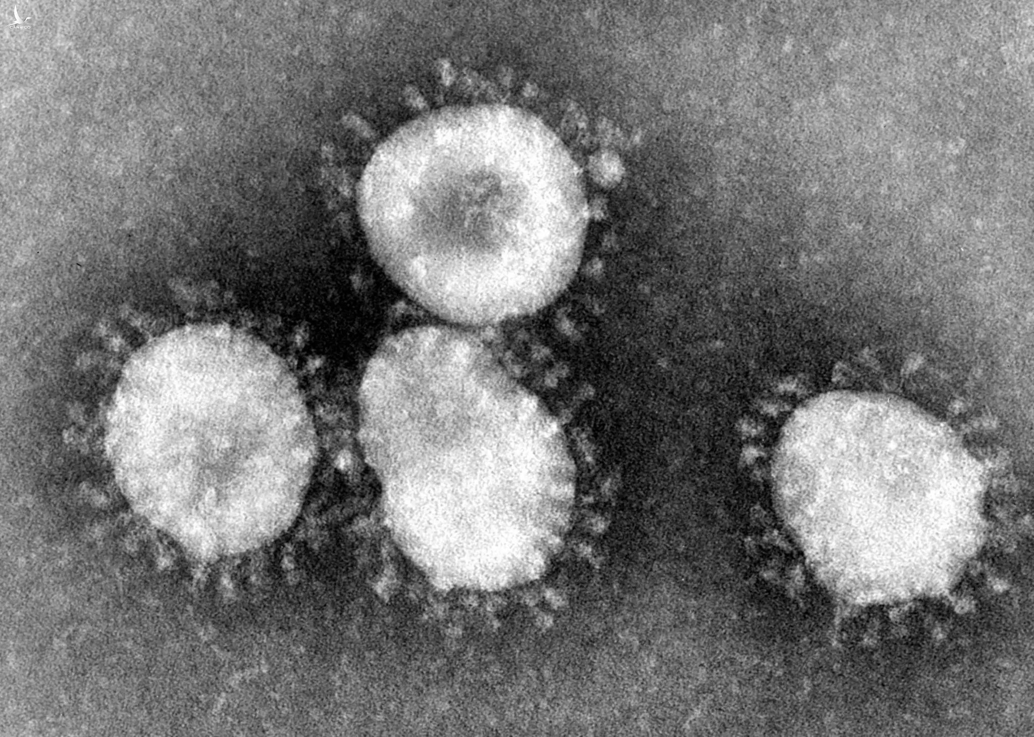 Ai là người đầu tiên trên thế giới phát hiện ra virus chết người mang tên Corona?