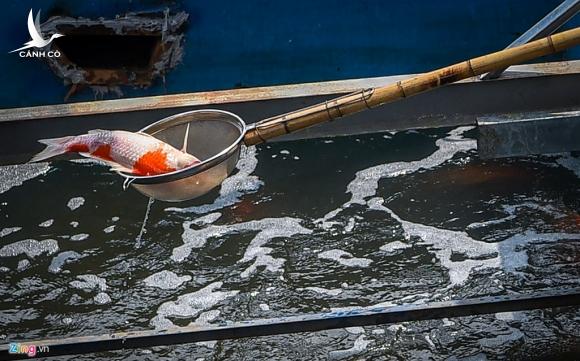 Cá Koi sông Tô Lịch bất ngờ bơi ngửa bụng