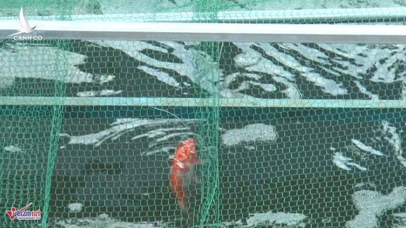 Camera canh giữ ngày đêm, cá koi Nhật vẫn chết trên sông Tô Lịch