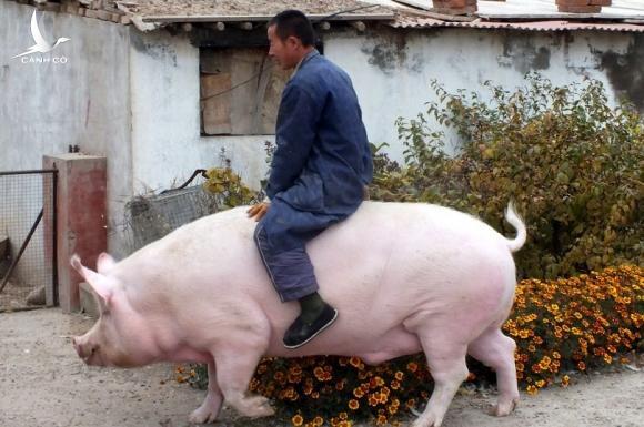 Chuyên gia cảnh báo sốc về Trung Quốc nuôi lợn khổng lồ