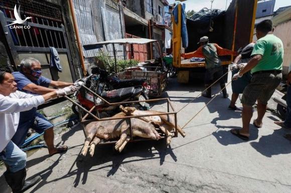 Chuyên gia cảnh báo sốc về Trung Quốc nuôi lợn khổng lồ