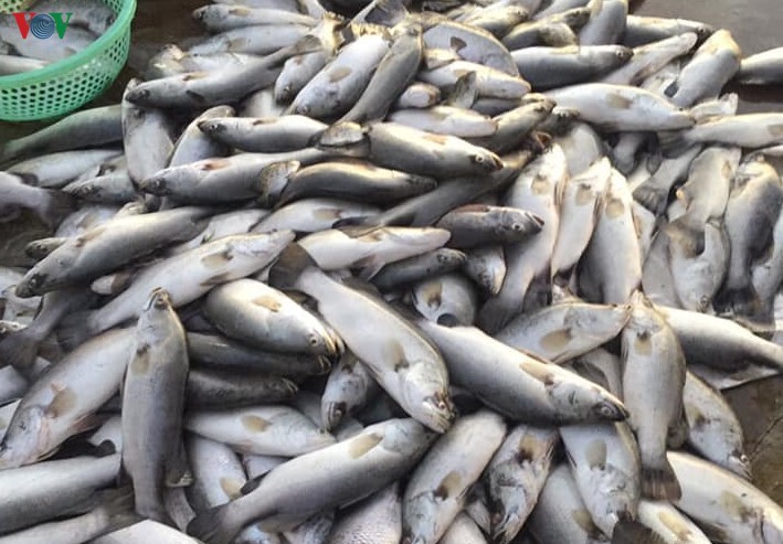 Đã tìm được nguyên nhân hơn 100 tấn cá đặc sản ở Hà Tĩnh chết trắng