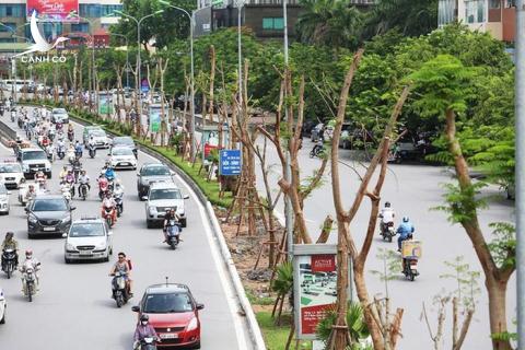 Hà Nội xin trồng 600.000 cây không đấu thầu: Chưa thuyết phục