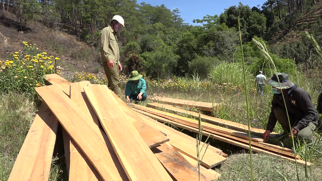 Khởi tố vụ khai thác gỗ thông cổ thụ ngay cửa ngõ Đà Lạt