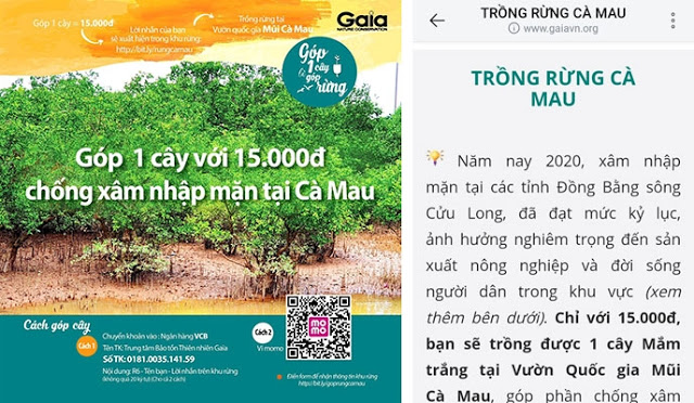 Làm rõ việc vận động trồng rừng ngập mặn ở Cà Mau
