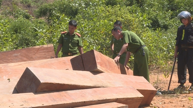 Phát hiện thêm hơn 500m3 gỗ bị cưa hạ ở Đắk Lắk