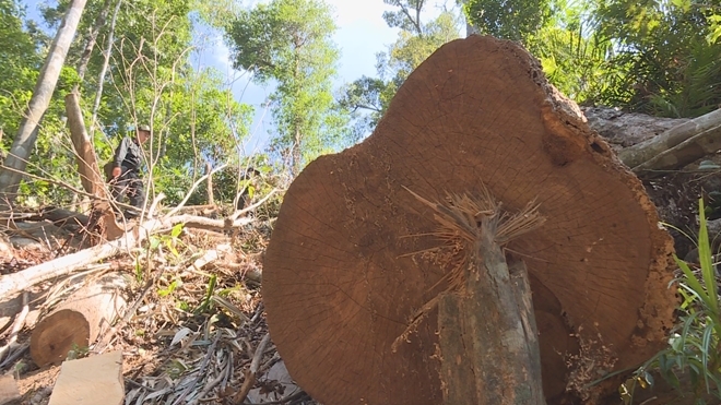 Phát hiện thêm hơn 500m3 gỗ bị cưa hạ ở Đắk Lắk