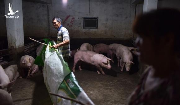 Thịt lợn là cơn đau đầu nghiêm trọng nhất của Chủ tịch Tập Cận Bình