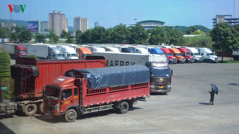 Thực hư hàng trăm container thanh long bị Trung Quốc cấm cửa?