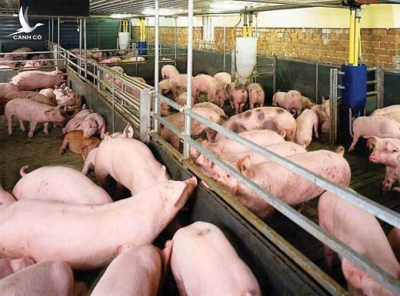 Việt Nam top 5 thế giới nuôi lợn, bất ngờ thiếu ăn, ồ ạt nhập khẩu